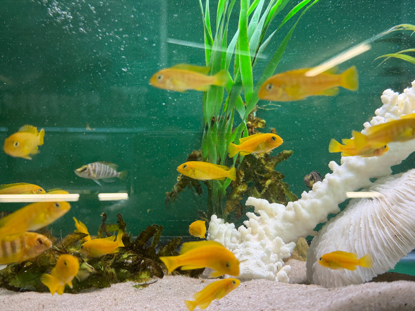 Chindongo saulosi Mbuna German Blood (Juveniles 2"+)
