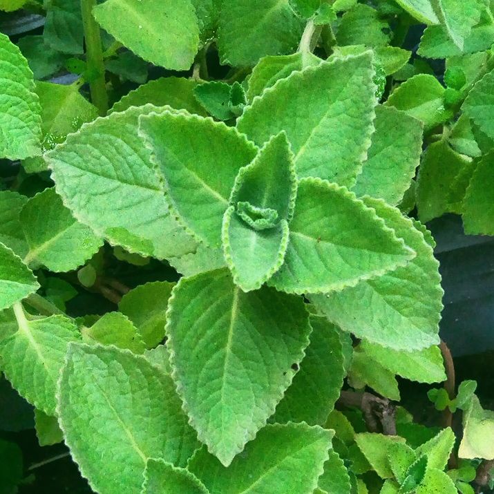 Live Mexican Mint Plants, Bareroot, Cuban Oregano, Indian Borage, Aromatic Medicinal Herb, Plectranthus amboinicus