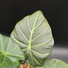 Alocasia Regal Shield Variegated (592)