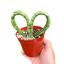 Snake 'Heart'