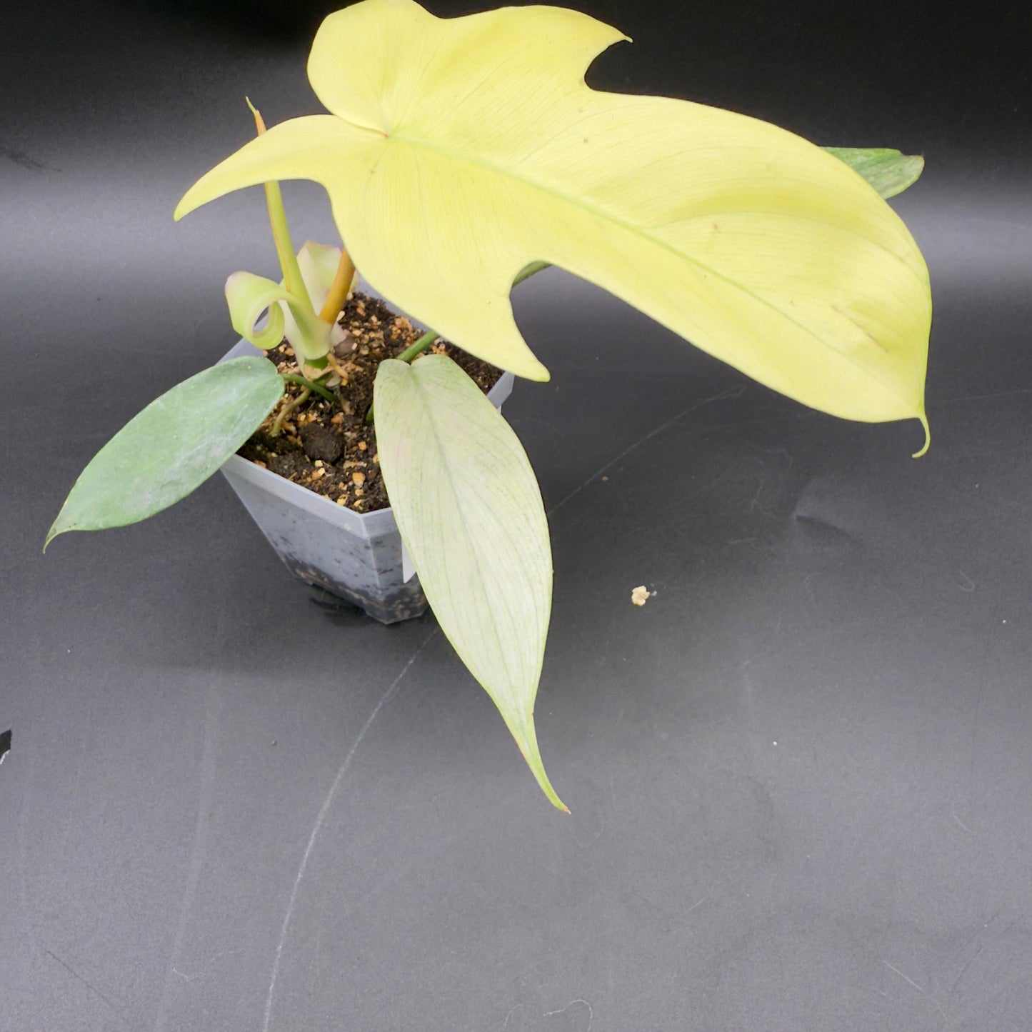 Philodendron Florida Ghost