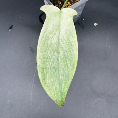 Philodendron Florida Ghost