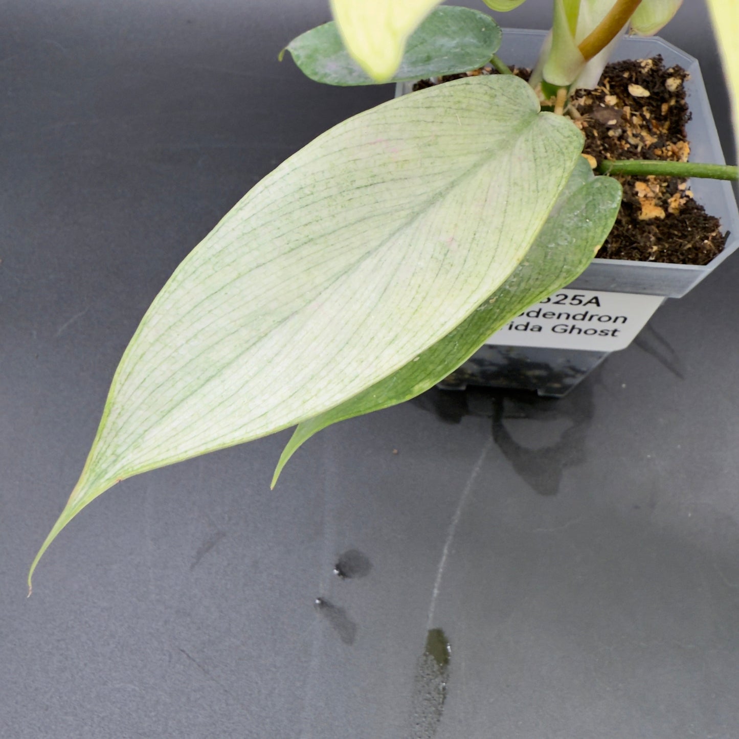 Philodendron Florida Ghost