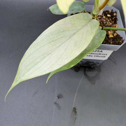Philodendron Florida Ghost