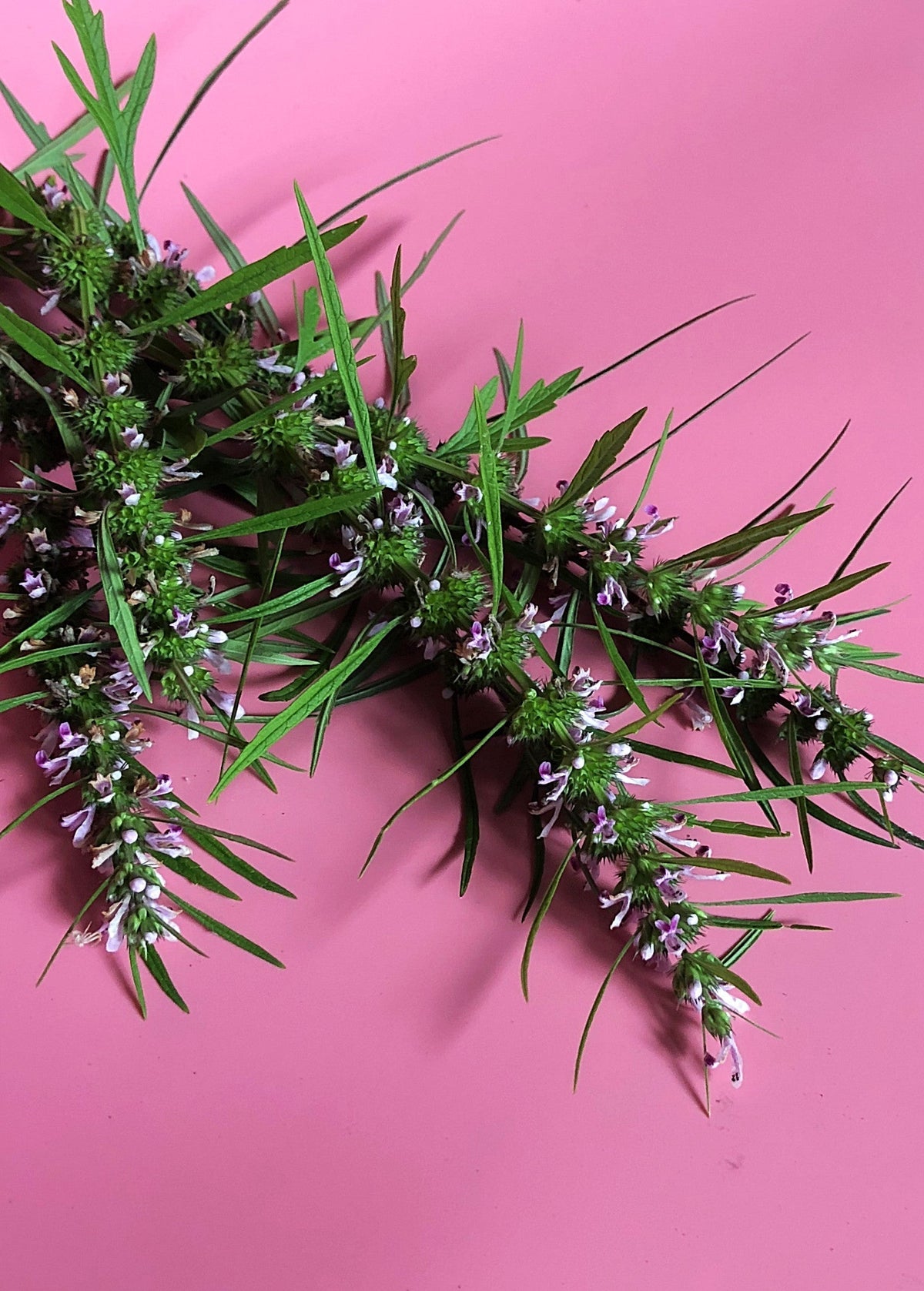 Siberian Motherwort Herb Plant with Purple Flowers, Medicinal and Ornamental, Leonurus sibiricus