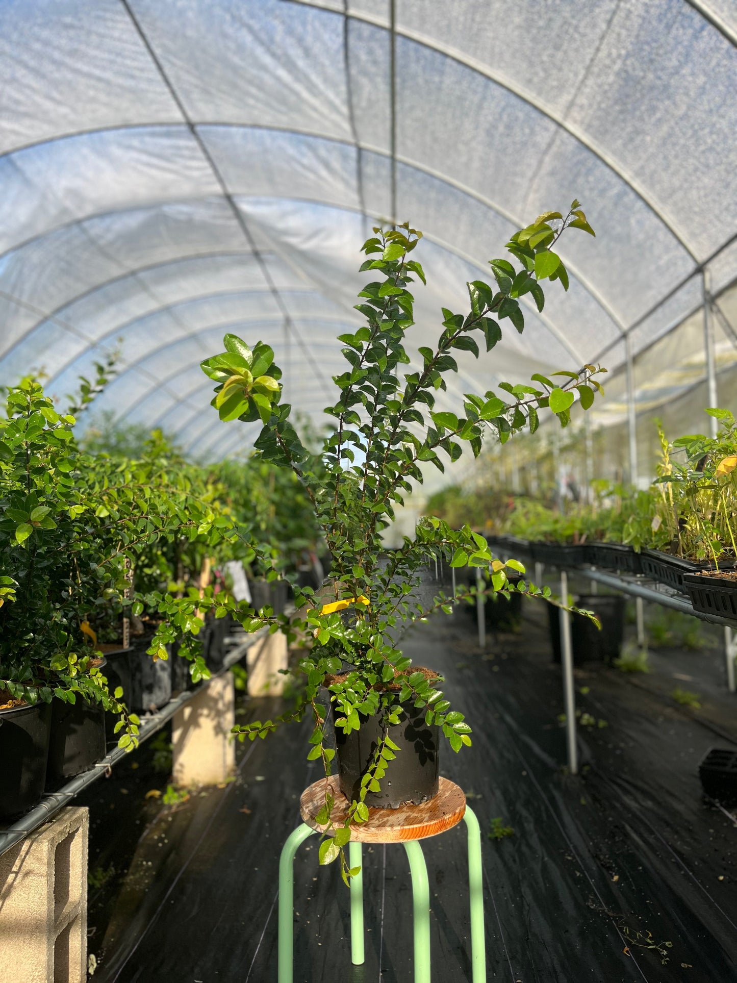 Governor’s Plum Shrub with Glossy Foliage and Purple Fruit - Flacourtia rukam Tropical Edible Hedge Plant