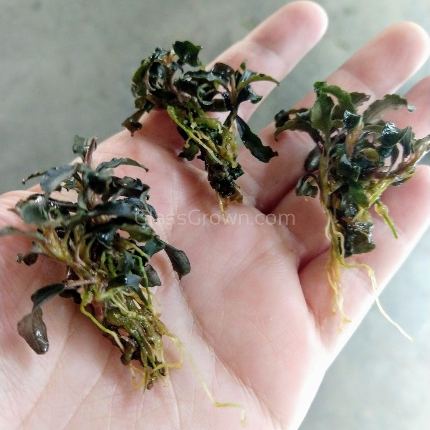 Mystery Buce Mini