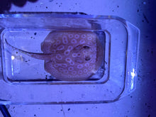 Albino Pearl Stingray Potamotrygon Jabuti