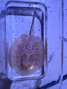 Albino Pearl Stingray Potamotrygon Jabuti