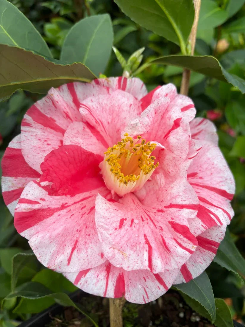 Tri Color Camellia Japonica Live Starter Plant – Variegated Pink White Red Blooms, Evergreen Shrub for Garden, Border & Container
