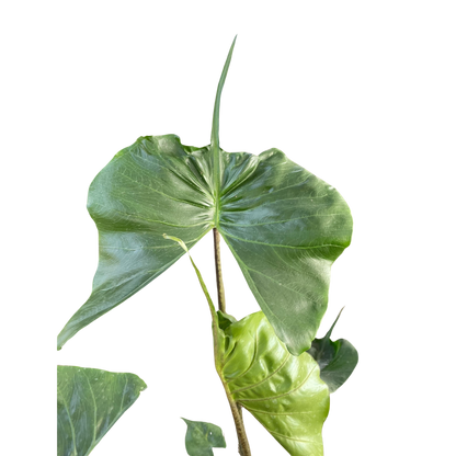 Alocasia macrorrhizos 'Stingray'