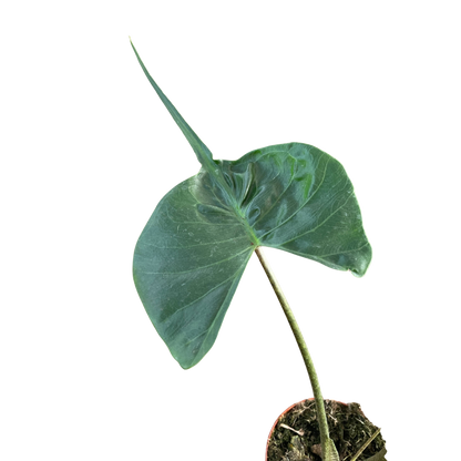 Alocasia macrorrhizos 'Stingray'