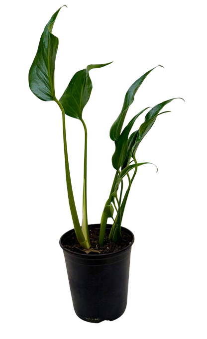 Monstera Burle Marx Flame