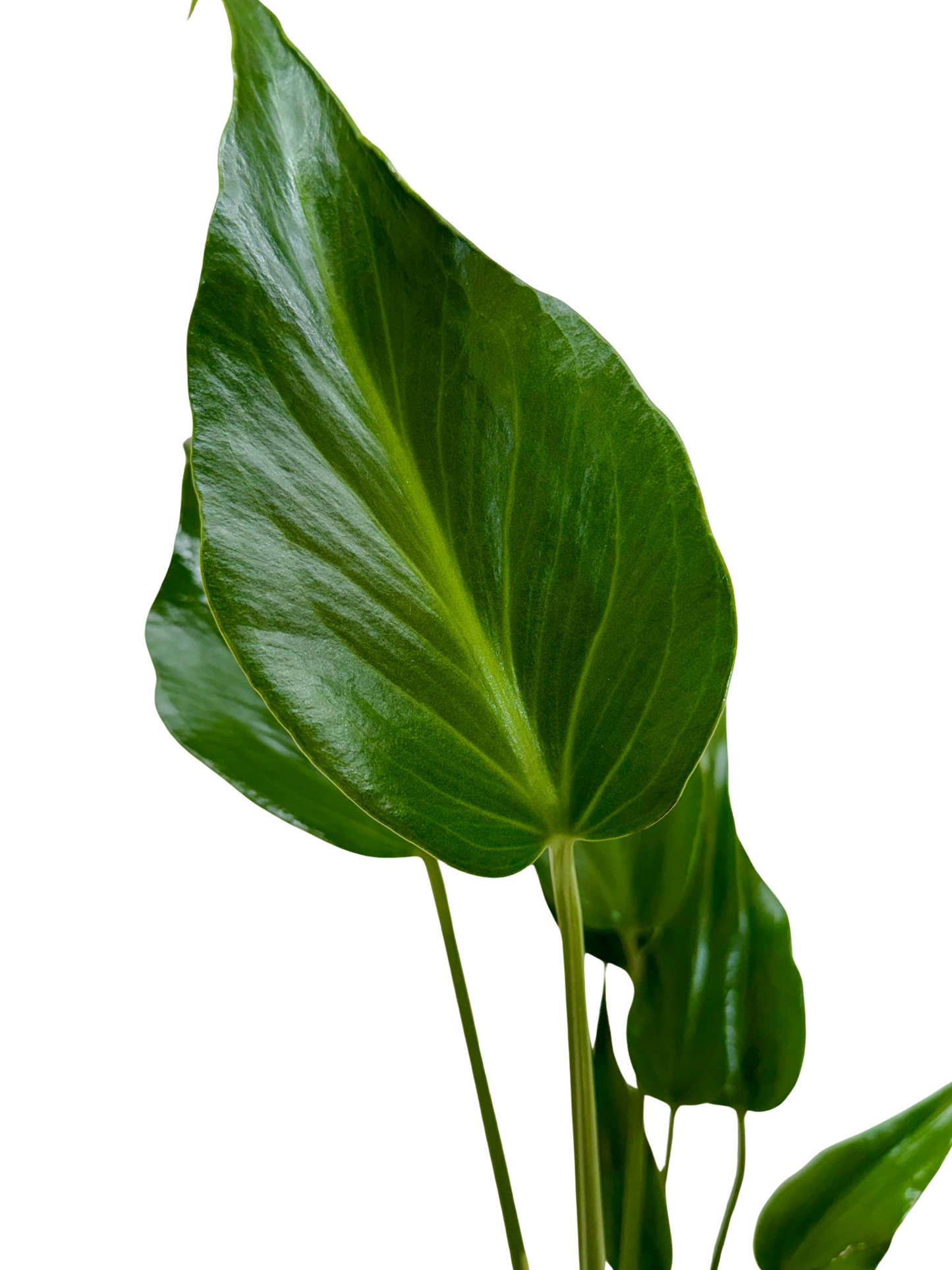 Monstera Burle Marx Flame