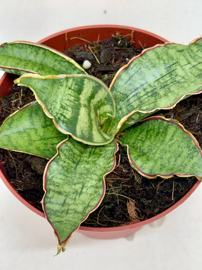 Snake Plant 'Silver Blue'
