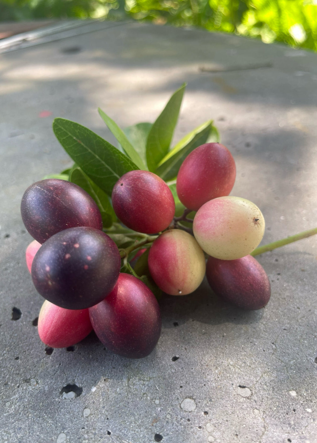 Karanda Bengal Currant Shrub, Edible Hedge, Tropical Fruit, Carissa carandas, Pickles, Jellies, Medicinal Plant