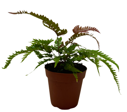 Fern 'Tricolor Pteris'