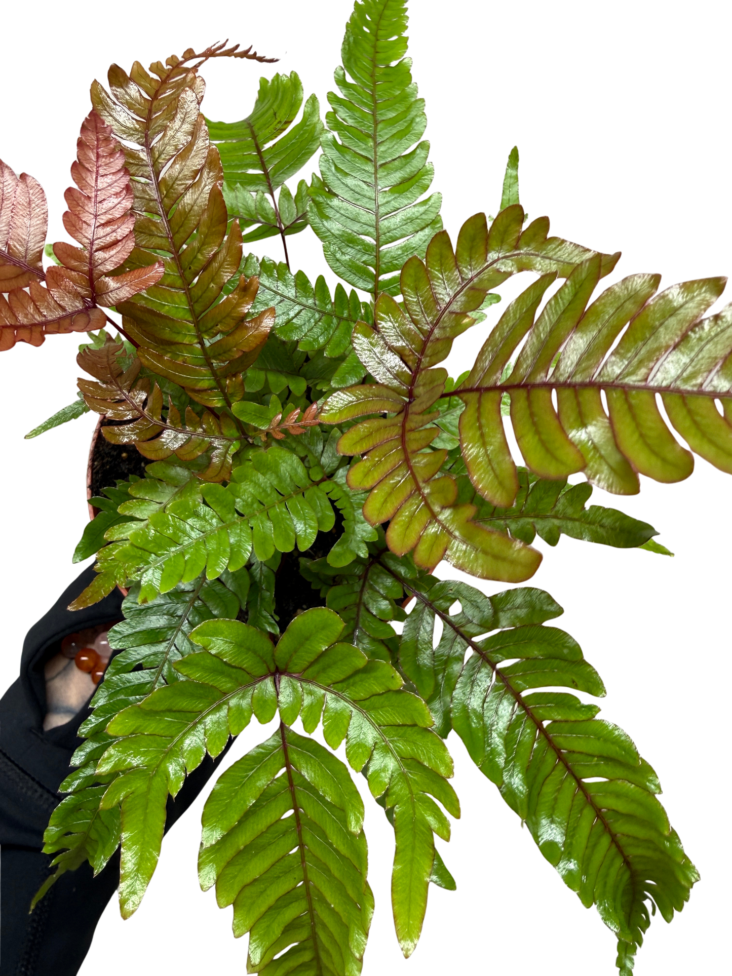 Fern 'Tricolor Pteris'