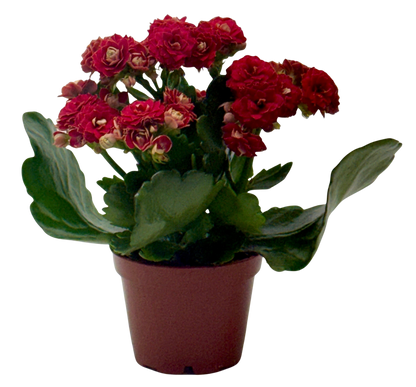 Kalanchoe 'Blossfeldiana'