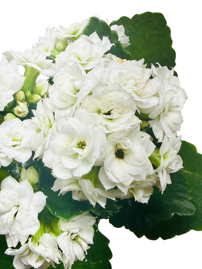 Kalanchoe 'Blossfeldiana'