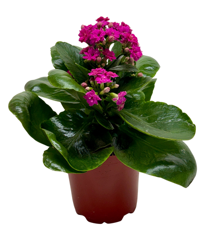 Kalanchoe 'Blossfeldiana'
