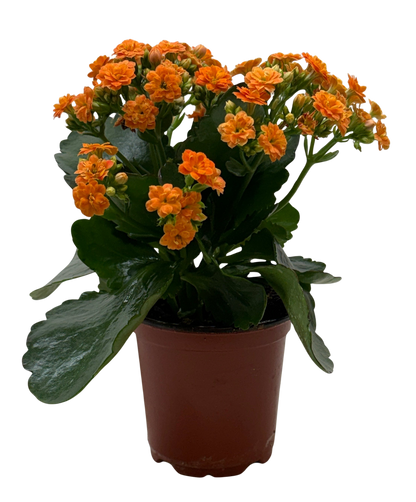 Kalanchoe 'Blossfeldiana'