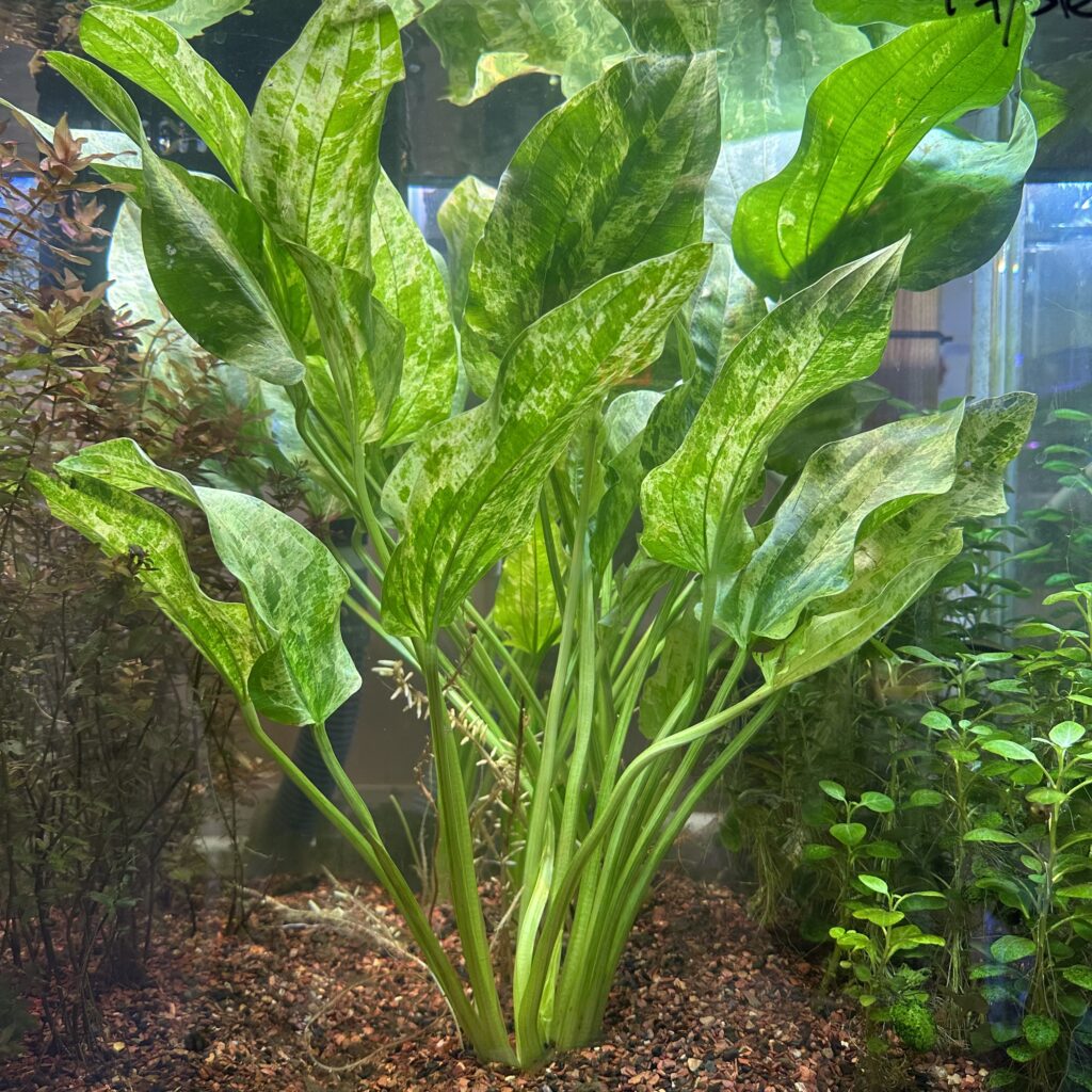 Live Marble Queen Sword Aquarium Plant - Echinodorus cordifolius var. marble queen, Bareroot, Freshwater, Oxygenating, Green-White Leaves