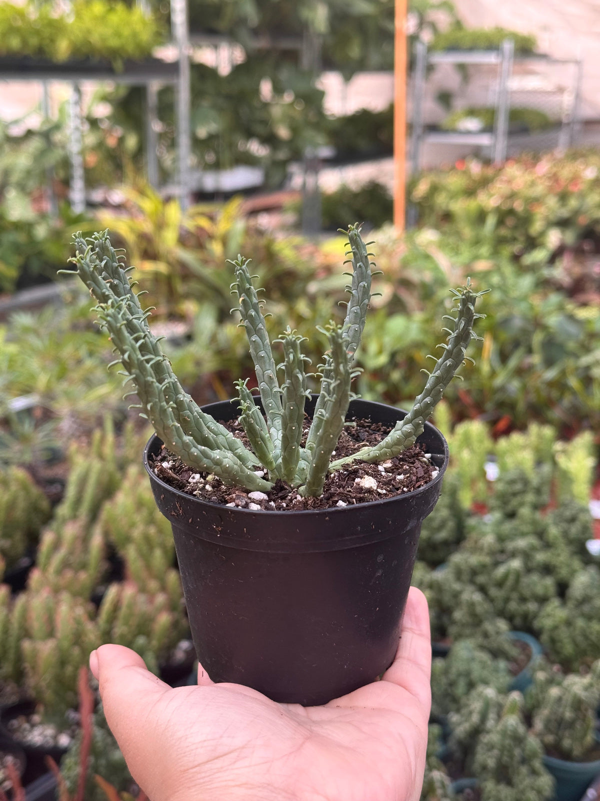 Euphorbia 'Caput Medusa