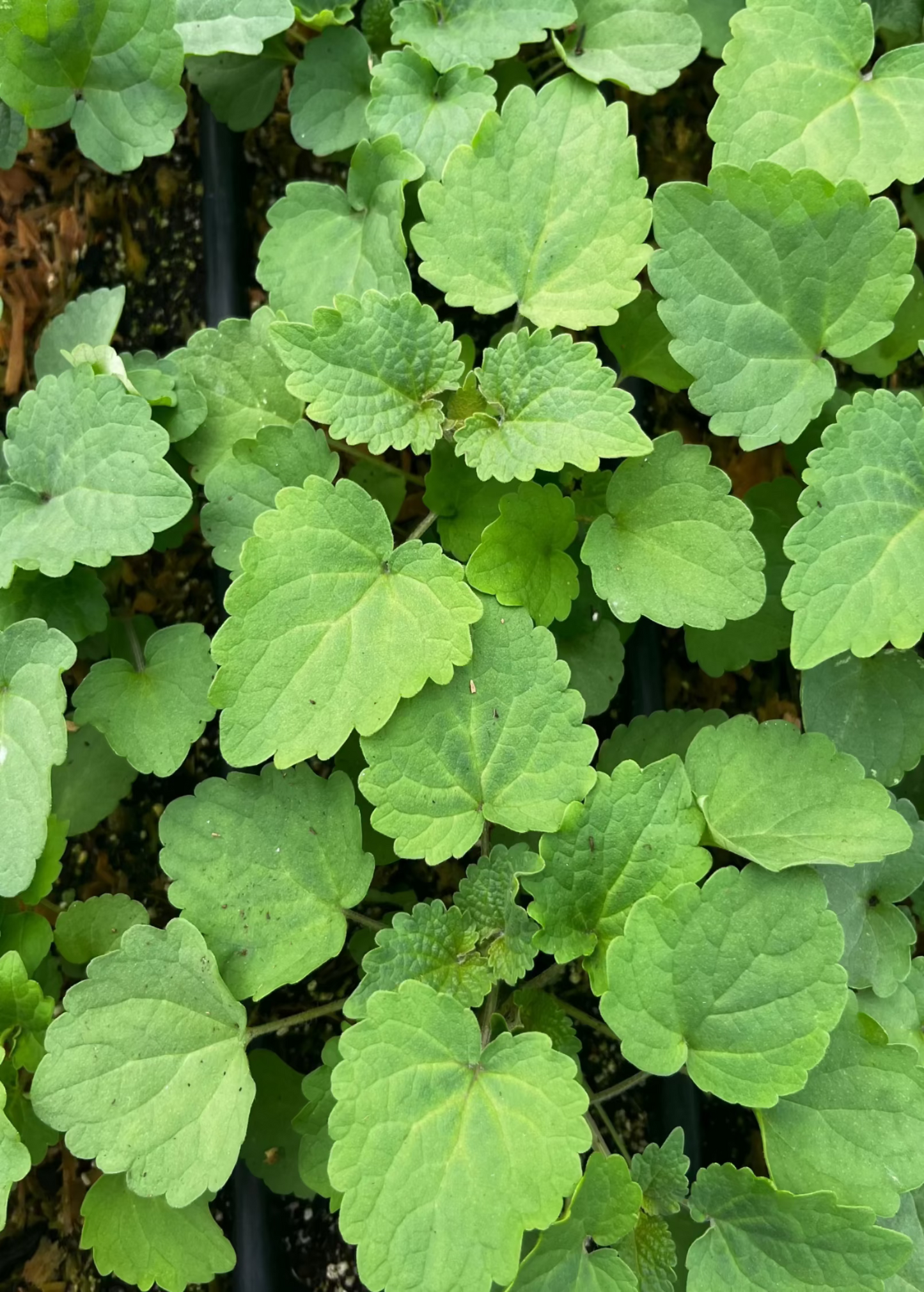 Korean Mint Herb Plant - Agastache rugosa, Fragrant Purple Blooms, Aromatic Perennial for Culinary & Medicinal Use
