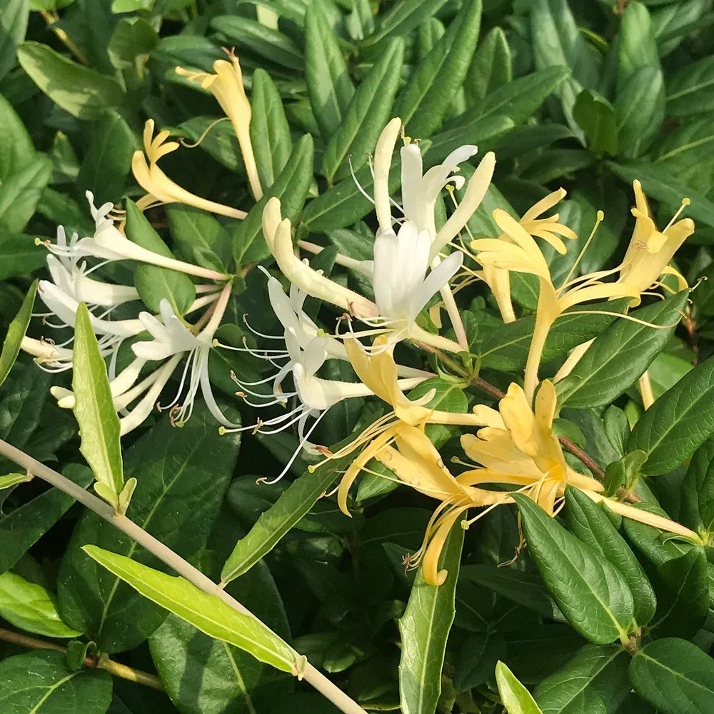 Japanese Honeysuckle Live Plant with Roots, Lonicera japonica Vine, Fragrant White-Yellow Flowers, Ground Cover or Trellis