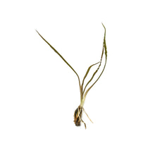 Cryptocoryne Retrospiralis