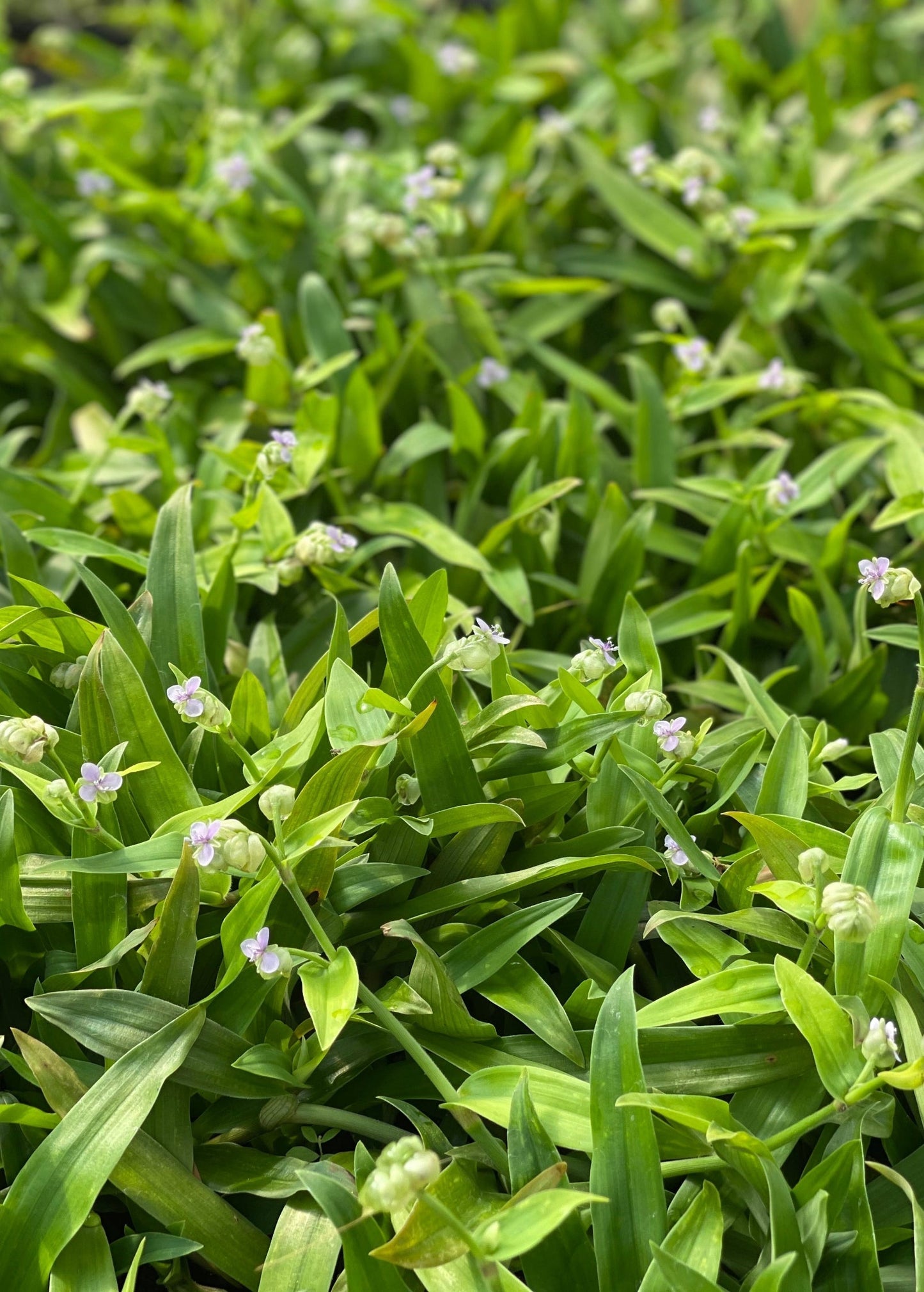 Beijing Grass Medicinal Herb Ground Cover 3-6 Inch Leaves Murdannia loriformis, Traditional Chinese Medicine