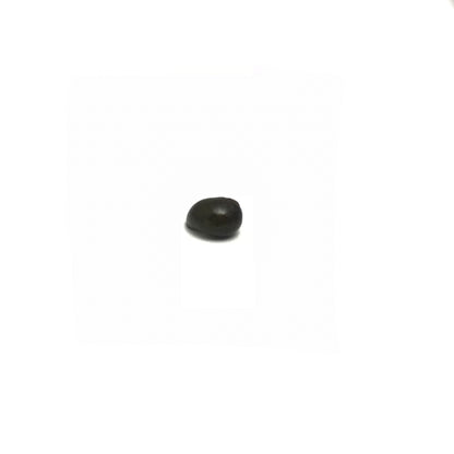 Olive Nerite Snails
