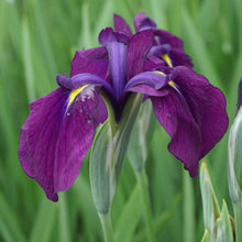 Live Japanese Iris Iris kaempferi variegata | Variegated Hardy Aquatic Marginal Pond Plant | Bareroot Water Garden Flower