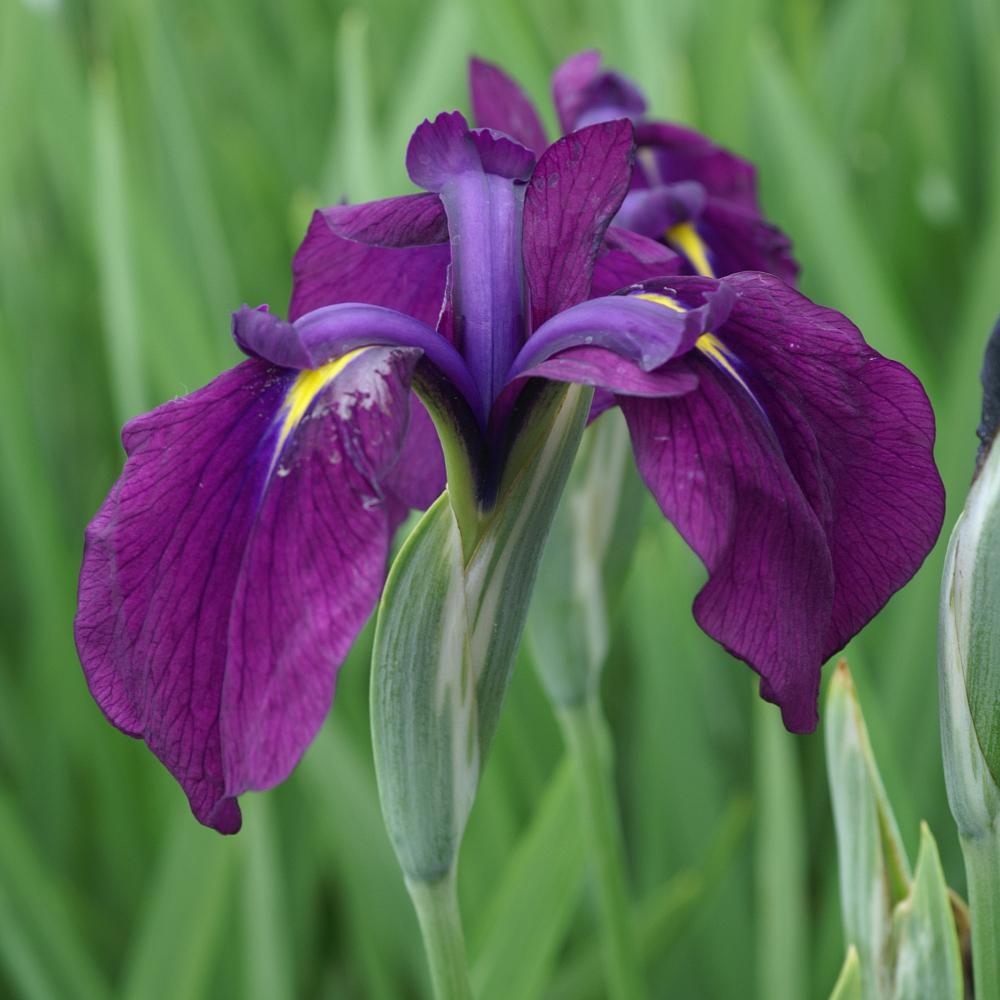 Live Japanese Iris Bareroot - Variegated Iris kaempferi with Purple-Blue Blooms, Marginal Pond Plant, Water Garden Flower