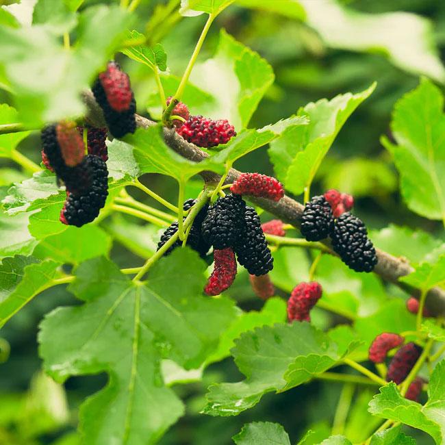 Illinois Everbearing Mulberry Live Plant | 1 Starter Tree | Sweet Berries | Hardy, Drought-Tolerant | USDA Zones 4-9