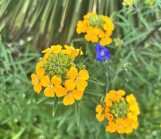 Erysimum capitatum Seeds – Western Wallflower Wildflower, Non-GMO, Drought-Tolerant Perennial for Native Gardens & Pollinator Gardens