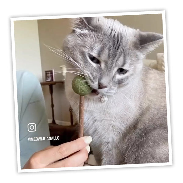 Meowjiuana Lollies Silvervine Sticks with Catnip Cat Treats (3 pack)