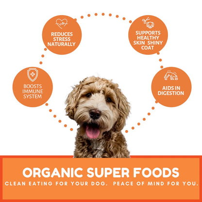 Dog Mamma's Organic Pumpkin Snaps Recipe Oven Baked Dog Treats (6oz)
