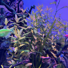 Bunch Ammania Gracilis