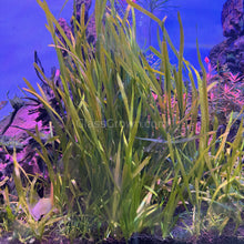 True Sagittaria Subulata