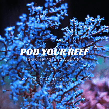 Isochrysis Galbana Phytoplankton