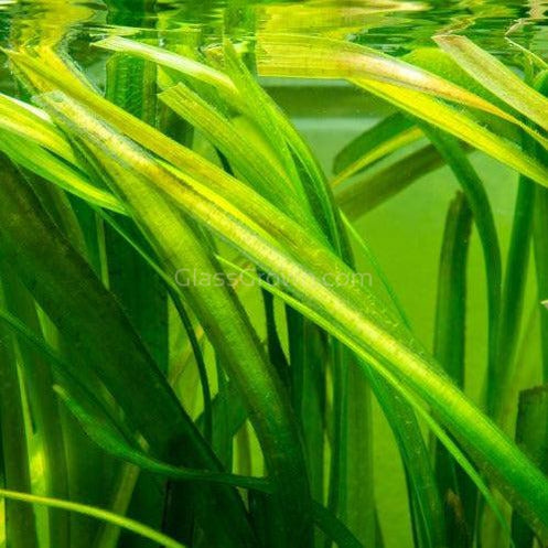 Italian Vallisneria