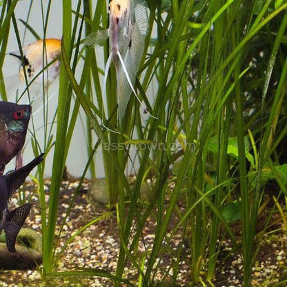 Italian Vallisneria