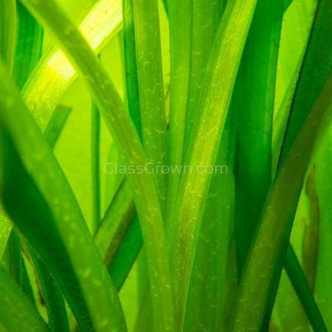 Italian Vallisneria
