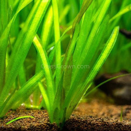 Italian Vallisneria