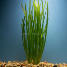 Italian Vallisneria