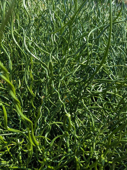 10 CORKSCREW RUSH Spiral Grass Juncus Effusus Spiralis Wetland Pond Seeds