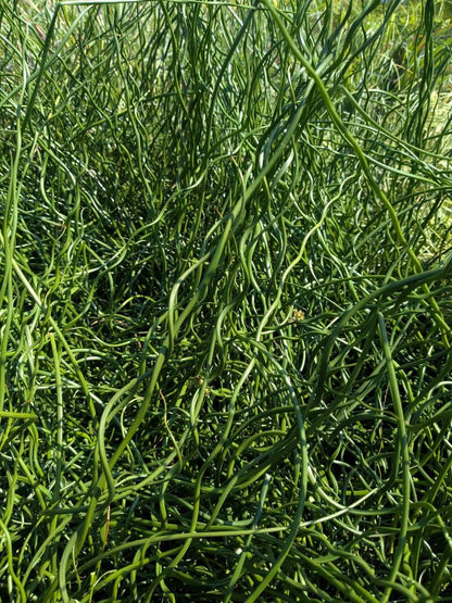 10 CORKSCREW RUSH Spiral Grass Juncus Effusus Spiralis Wetland Pond Seeds
