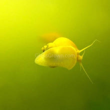 Ivory Mystery Snail